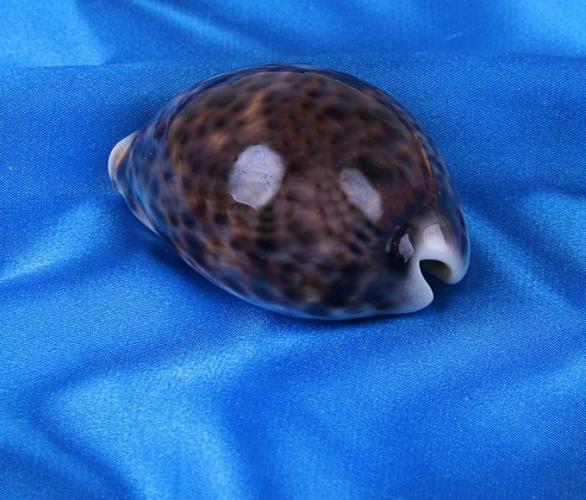 Морская раковина декоративная Ципрея тигрис малая 2 6023