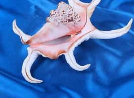 Морская раковина декоративная Ламбис чирагра большой 5865