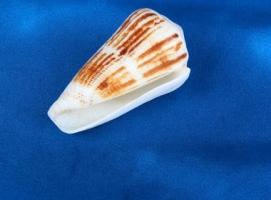 Морская раковина декоративная Конус вексилиум маленький 8615